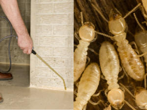 Termites Control