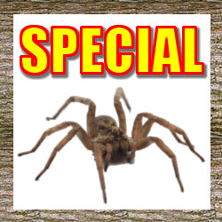 Featured - Special