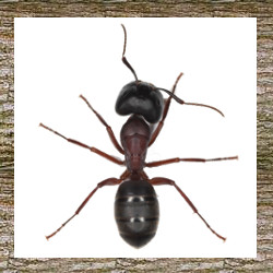 Pest Control