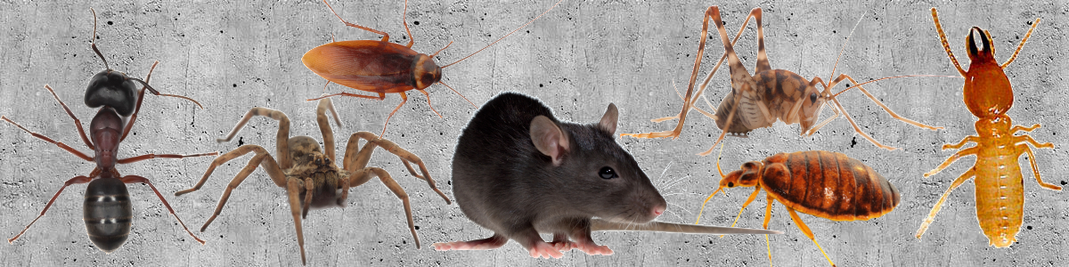 Pest Control Main Image
