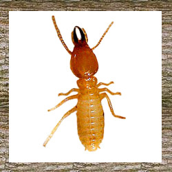 Termite Control